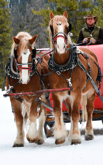 Winter Sleigh Rides Breckenridge Colorado