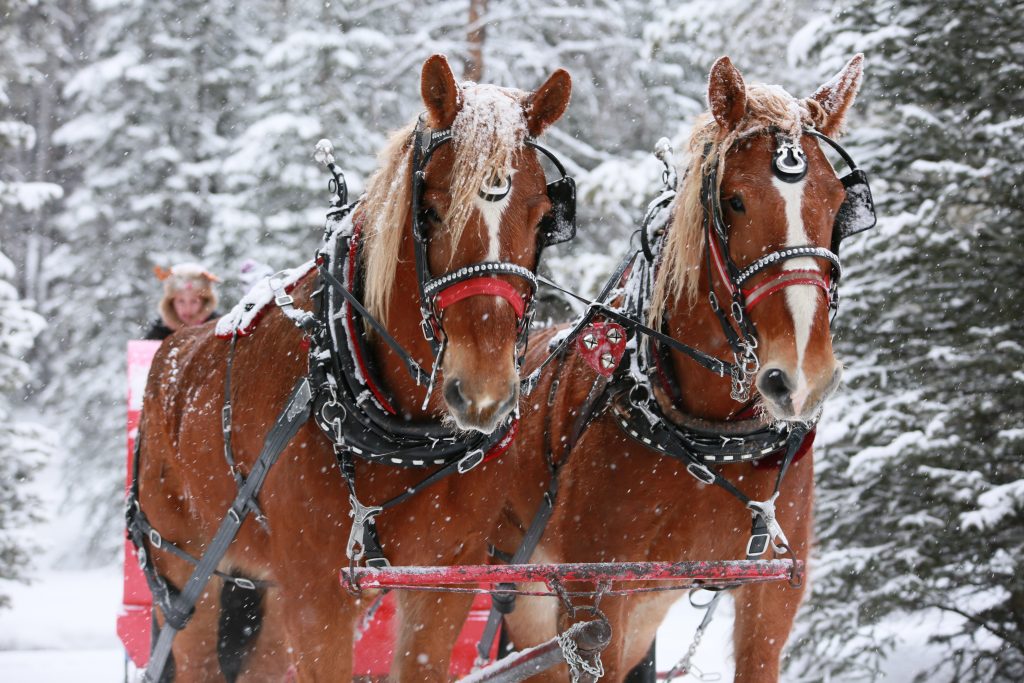 Winter Sleigh Rides and Dinner Theater in Breckenridge Colorado